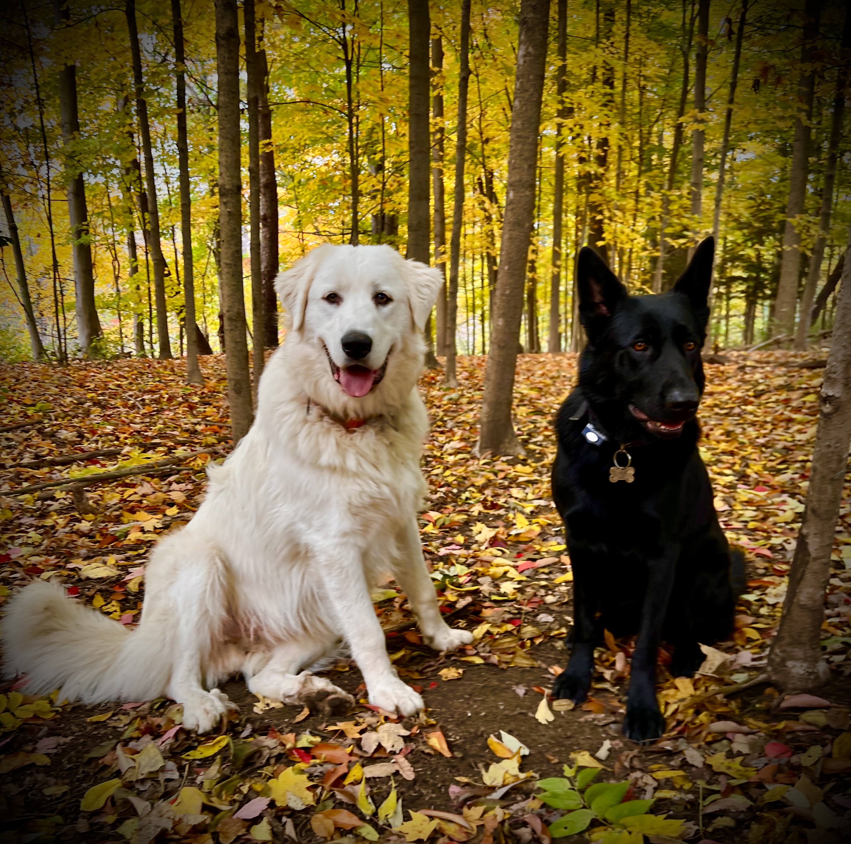 Dogdays with Kipling and Raven 